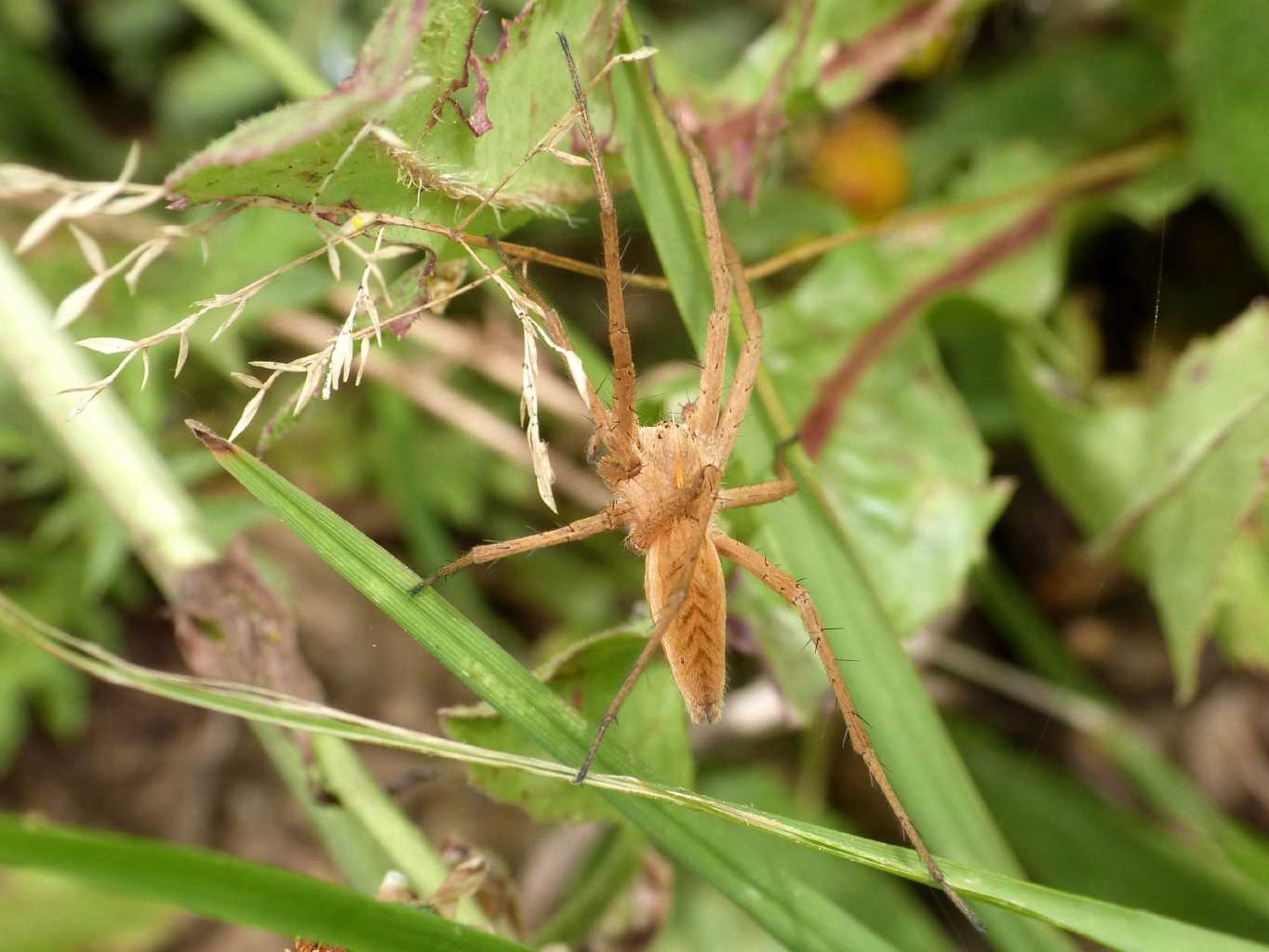 Pisaura sp. - Tolfa (RM)